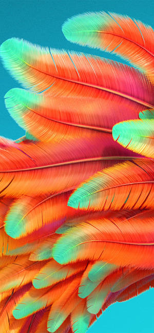 Color Iphone Rainbow Bird Feathers Wallpaper
