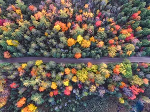 Colored Trees In Autumn Aerial Wallpaper