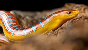 Colorful Burmese Glass Lizard Wallpaper