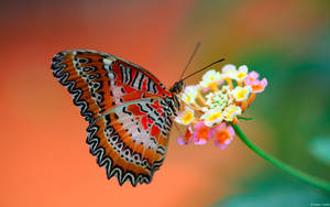 Colorful Butterfly Full Screen Hd Desktop Wallpaper