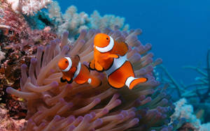 Colorful Coral Reef Featuring A Funny Clownfish Wallpaper