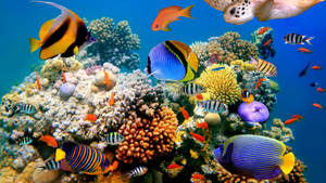 Colorful Display Of Underwater Delight Wallpaper