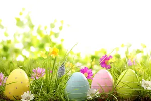 Colorful Easter Eggs On Grass Wallpaper