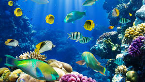 Colorful Fish Does Aquatic Ballet In The Water Wallpaper