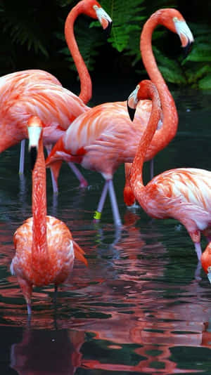 Colorful Flamingo Spreads Its Wings In The Sun Wallpaper