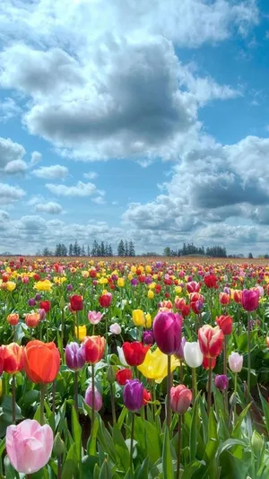 Colorful Flowers Field Iphone Wallpaper