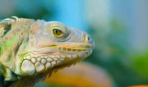 Colorful Iguana Portrait Wallpaper