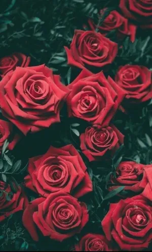 Colorful Roses Bring Beauty And Joy Wallpaper