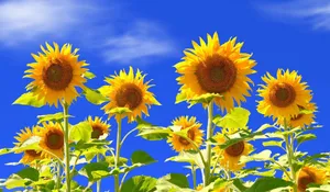 Colorful Sunflower Field In Summer Wallpaper