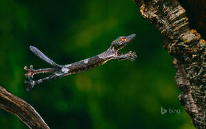 Colorful Wild Lizard Perched Out In The Open Wallpaper