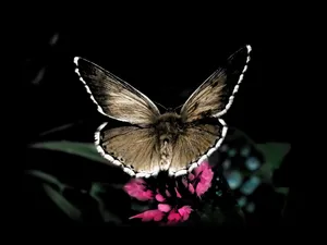 Colour Your World With The Unique Beauty Of Nature Wallpaper