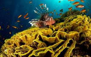 Colourful Lionfish On A Vibrant Coral Reef Wallpaper