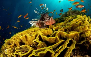 Colourful Lionfish On A Vibrant Coral Reef Wallpaper