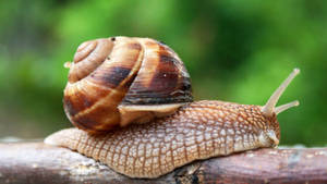 Common Brown Snail Wallpaper