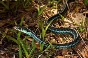 Common Garter Snake Wallpaper