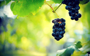 Concord Purple Grapes Wallpaper