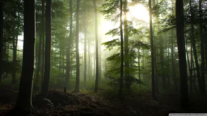 Coniferous Forest Sunlight Wallpaper