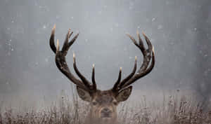 Conquer Your Goals With Buck Wallpaper