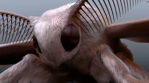 Cool Close Up Silkmoth Art Wallpaper