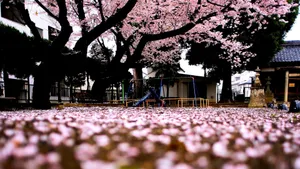 Cool Japanese Tree Leaves Falling Wallpaper