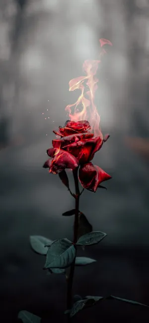 Cool Rose Photography Wallpaper