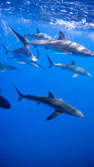 Cool Shark Blue Ocean Wallpaper