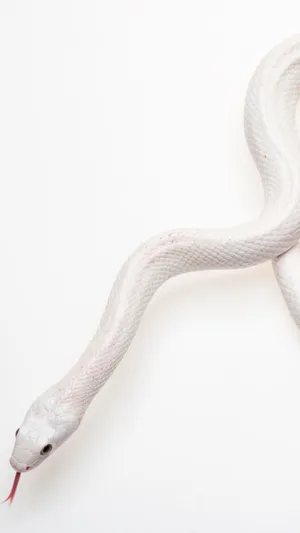 Cool Snake In Pure White Wallpaper