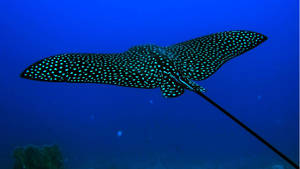 Cool Stingray Fish Wallpaper