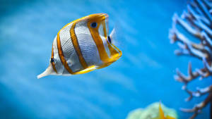 Copperband Butterflyfish 4k Ultra Hd Fish Wallpaper