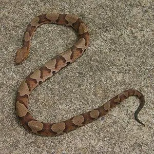 Copperhead Venomous Pit Viper Wallpaper