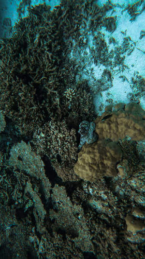 Coral Reefs And Octopus Wallpaper
