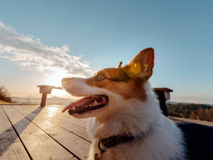 Corgi At Deck During Sunset Wallpaper