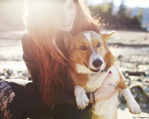 Corgi Dog And Girl Together Wallpaper