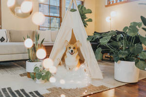 Corgi In Living Room Teepee Wallpaper