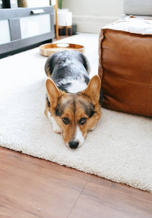 Corgi Lying On White Rug Wallpaper