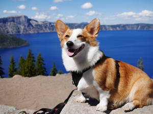 Corgi On Blue Lake View Wallpaper