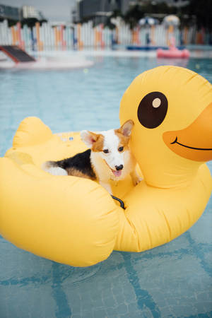 Corgi On Duck Floaty Wallpaper