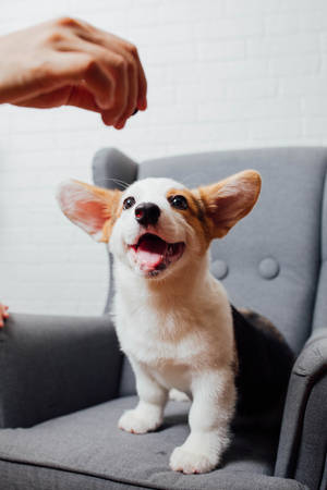 Corgi Puppy On Gray Chair Wallpaper