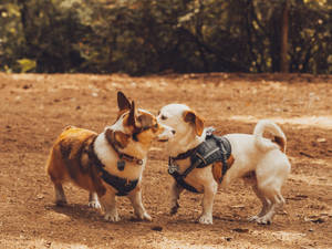 Corgi With Small Dog Wallpaper