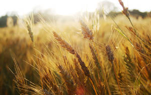 Corn Flower In Field Wallpaper