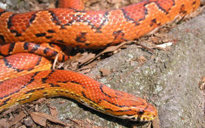 Corn Snake In The Wild Wallpaper