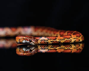 Corn Snake On A Reflective Surface Wallpaper