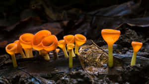 Costa Rica Cup Fungus With Inverted Cap Wallpaper