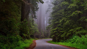 Country Road Gloomy And Secluded Wallpaper