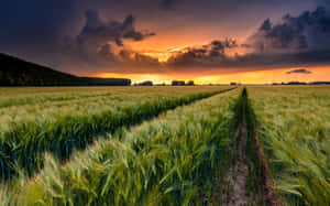 Countryside Green Wheat Field During Sunset Wallpaper