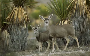 Couple Antelopes In Chihuahuan Mexico Desert Wallpaper