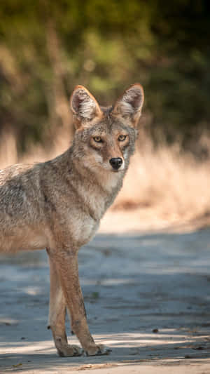 Coyote Found During Day Time Wallpaper