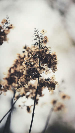 Cozy Spring Flowers Iphone Wallpaper