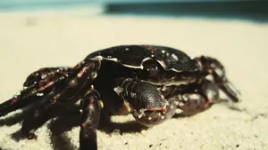 Crab With Black Shell Wallpaper