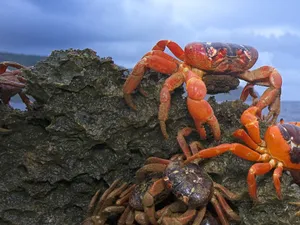 Crabs Climbing A Rock Wallpaper